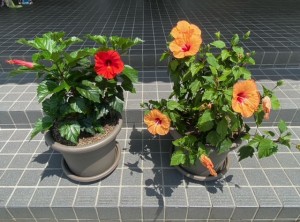 image0_13 image0_13.jpeg