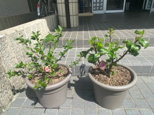 image0_2 image0_2.jpeg