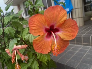 image0_3 image0_3.jpeg