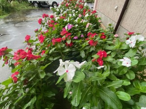 image0_45 image0_45.jpeg