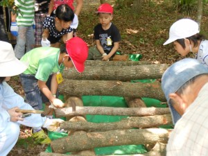 石井小しいたけ駒打ち (3)