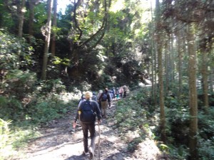 ここはまだ林道です