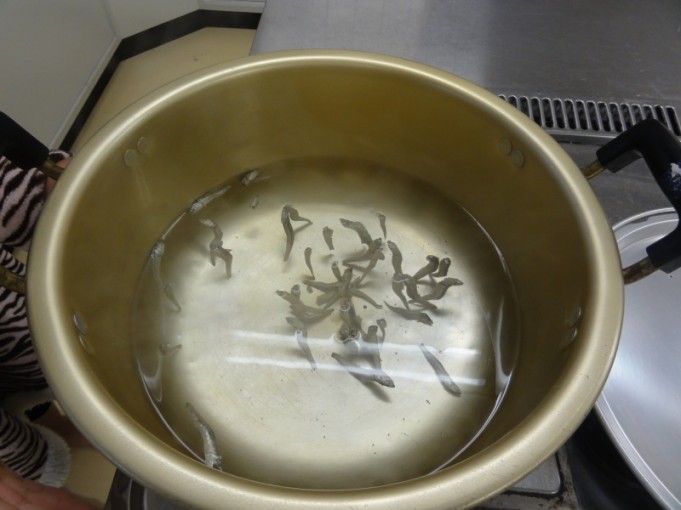 昨晩から「いりこ」で出汁をとってます。