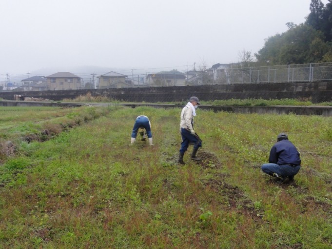 黙々と刈り取り中