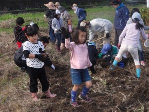 芋の収穫中