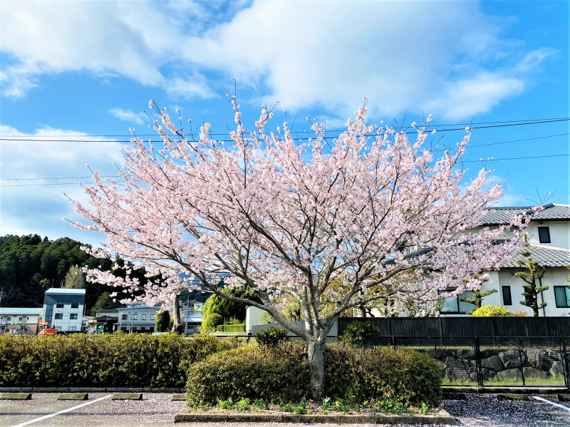 R4桜写真22