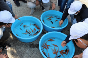 鯉の稚魚をいただきました-2