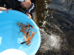 鯉の稚魚をいただきました-3