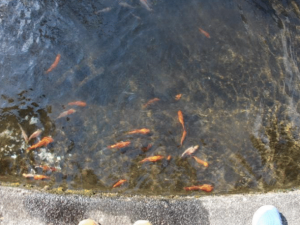 鯉の稚魚をいただきました-4
