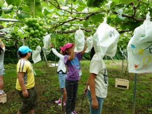 農業体験8