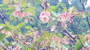 20200504白草の黄色い桜 (2)