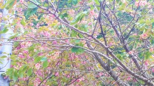 20200504白草の黄色い桜 (1)