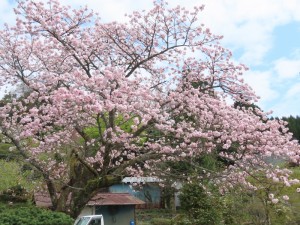 07浦 前家八重桜 (7)