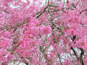 09クレコノ振袖桜1