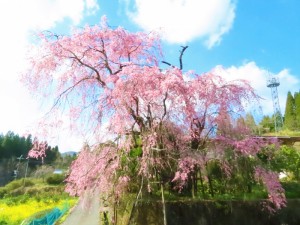 10クレコノ振袖桜2