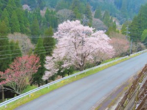 03上野田の道沿い