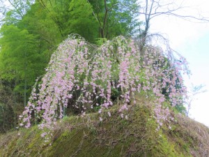 都留の枝垂れ桜 (8)