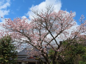 アサ子さん宅の八重桜 (1)