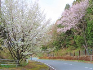 オートポリス前の県道 (9)