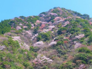 都留の川向うの山桜 (10)