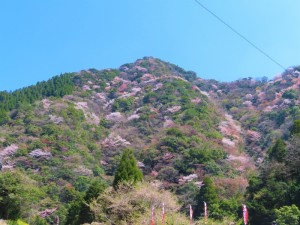 都留の川向うの山桜 (1)