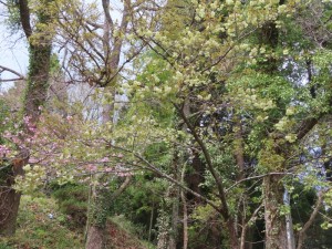 雉谷の黄色桜 (30)