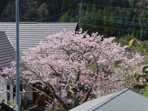 アサ子さん宅の八重桜 (11)