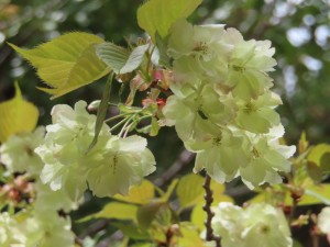 雉谷の黄色桜 (21)