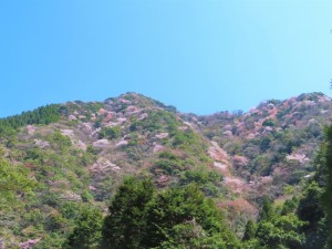 都留の川向うの山桜 (13)