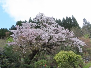 雉谷・小野家 (2)