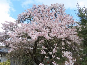 雉谷・小野家 (3)