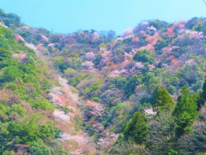 都留の川向うの山桜 (4)