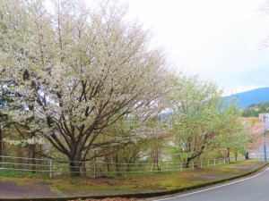 オートポリス前の県道 (11)