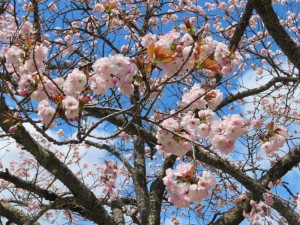 アサ子さん宅の八重桜 (17)