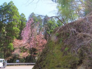 都留の枝垂れ桜 (1)