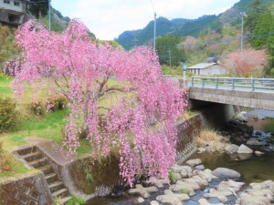 白草麦野川の枝垂れ桜 (8)