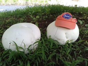 白くてでっかいきのこ9月 (2) - コピー